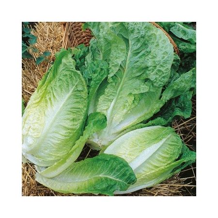 Lettuce Winter Density Kings Seeds