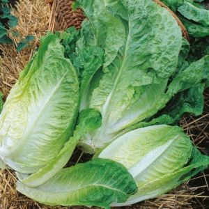 Lettuce Winter Density Kings Seeds