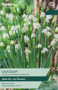 Leucojum Aestivum 7 Bulb Pack