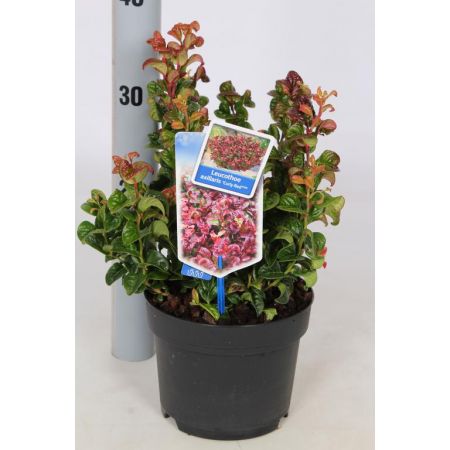 Leucothoe Curly Red C2 - Our Selection