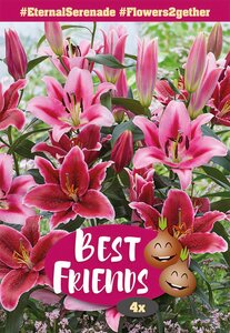 Lily Eternal Serenade - 4 Bulb Pack