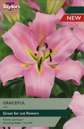 Lily Graceful - 3 Bulb Pack