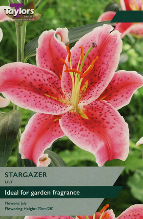 Lily Stargazer 2 Bulb Pack