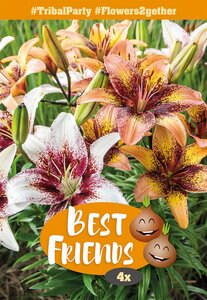 Lily Tribal Party - 4 Bulb Pack