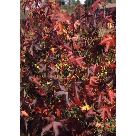 Liquidambar Styraciflua Lane Roberts Sweet Gum