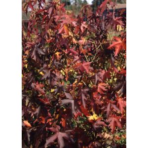 Liquidambar Styraciflua Lane Roberts Sweet Gum