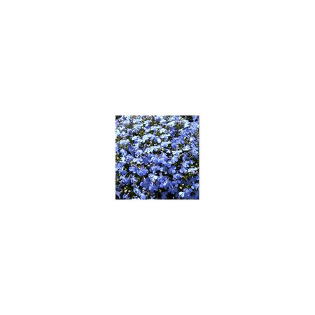 Lobelia Cambridge Blue-Kings Seeds