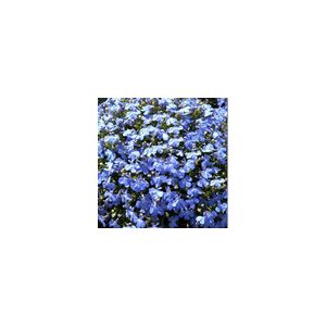 Lobelia Cambridge Blue-Kings Seeds
