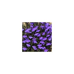 Lobelia Crystal Palace- Kings Seeds