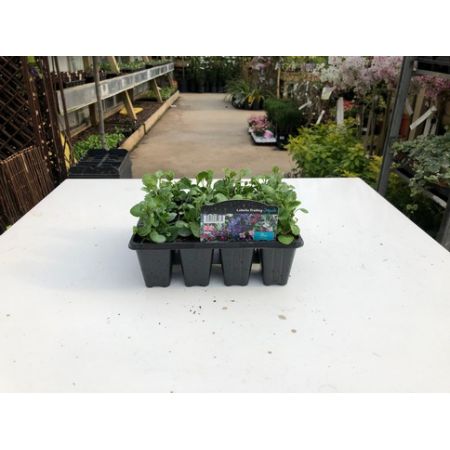 Lobelia Trailing Pack - Our Selection