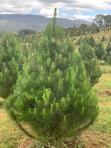 Lodge Pole Pine 1.8m/2.1m  (6/7ft)