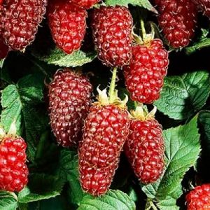 Loganberry