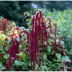 Love Lies Bleeding Caudatus- Kings Seeds