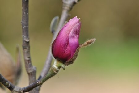 Magnolia Aphrodite