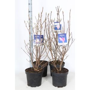 Magnolia C7.5 - Our Selection - Colour May Vary Purple Or White