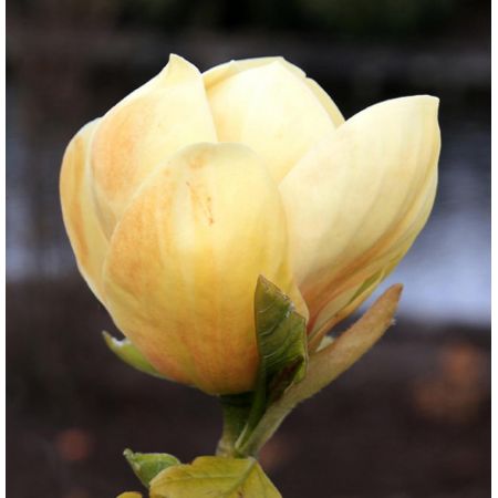 Magnolia 'Honey Tulip' 12 L Container