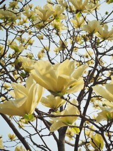 Magnolia 'Honey Tulip' 12 L Container