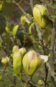 Magnolia Sunsation - image 2