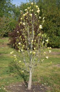 Magnolia Sunsation - image 1