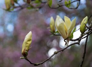 Magnolia Sunsation