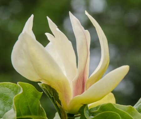 Magnolia Sunsation - image 3