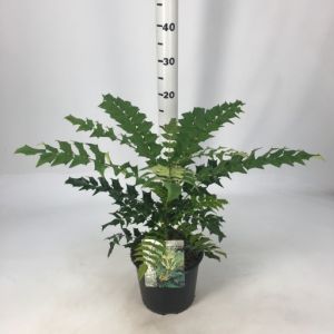 Mahonia X Media Charity C3 C.40Cm