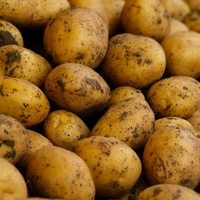 Maincrop