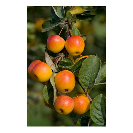 Malus Butterball Crab Apple