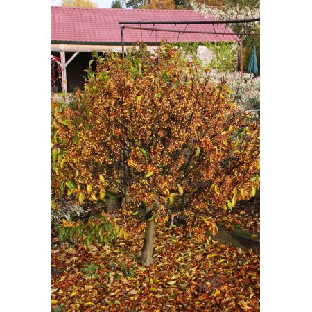 Malus 'Cinderella' 11.5 L container Patio Top Worked
