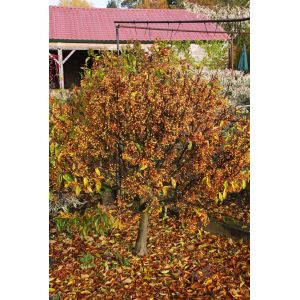 Malus 'Cinderella' 11.5 L container Patio Top Worked