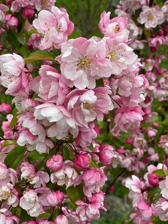 Malus 'Coralburst' 11.5 L Container Patio Top Worked