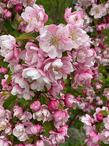 Malus 'Coralburst' 11.5 L Container Patio Top Worked