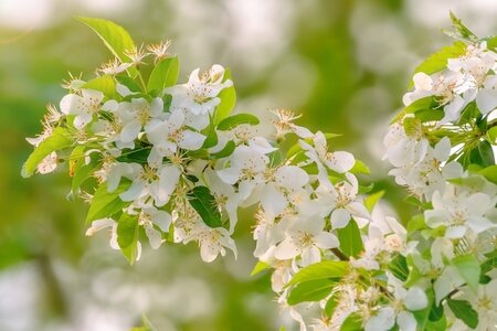 Malus Evereste Crab Apple