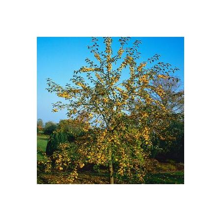 Malus Golden Hornet Crab Apple