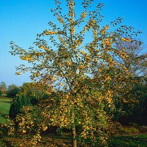 Malus Golden Hornet Crab Apple