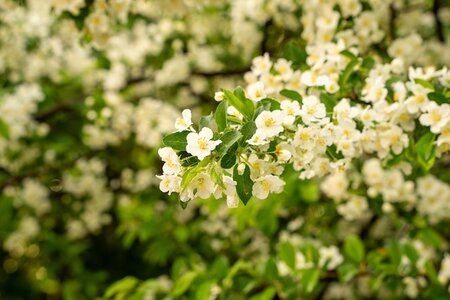 Malus Golden Hornet Crab Apple