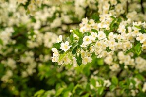 Malus Golden Hornet Crab Apple