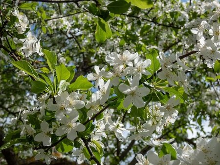Malus Gorgeous Crab Apple