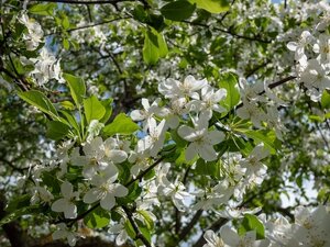 Malus Gorgeous Crab Apple