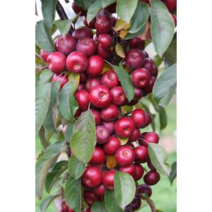 Malus Laura® Crab Apple 12L Container - image 1