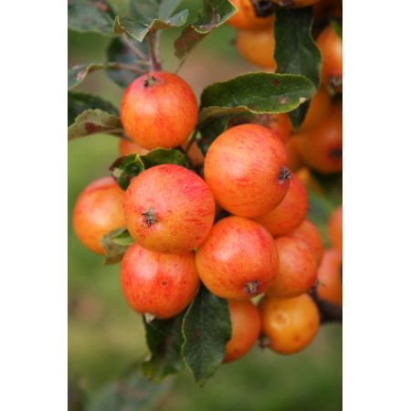 Malus 'Marble' ® Nuvar Crab Apple 12L Container