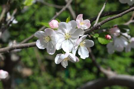 Malus 'Marble' ® Nuvar Crab Apple 12L Container