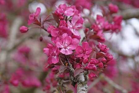 Malus ‘Prairie Fire® Crab Apple 12L container