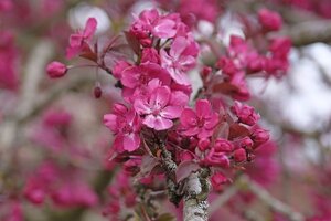 Malus ‘Prairie Fire® Crab Apple 12L container