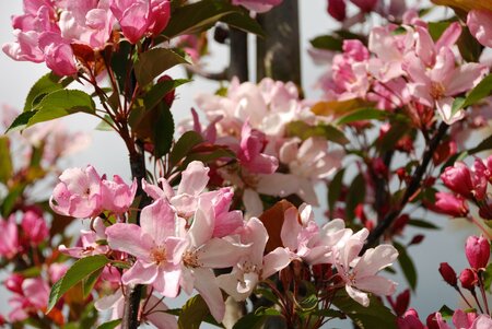 Malus Red Obelisk Crab Apple