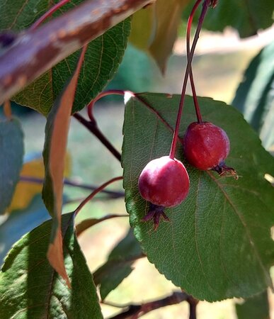 Malus Red Obelisk Crab Apple