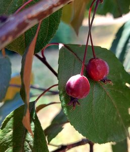 Malus Red Obelisk Crab Apple