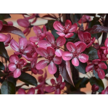 Malus Toringo 'Aros' Crab Apple 12 L Container