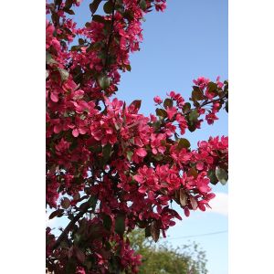 Malus Toringo Scarlett® Crab Apple 12L Container - image 1