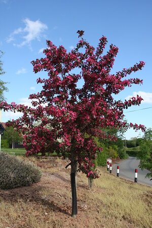 Malus Toringo Scarlett® Crab Apple 12L Container - image 2
